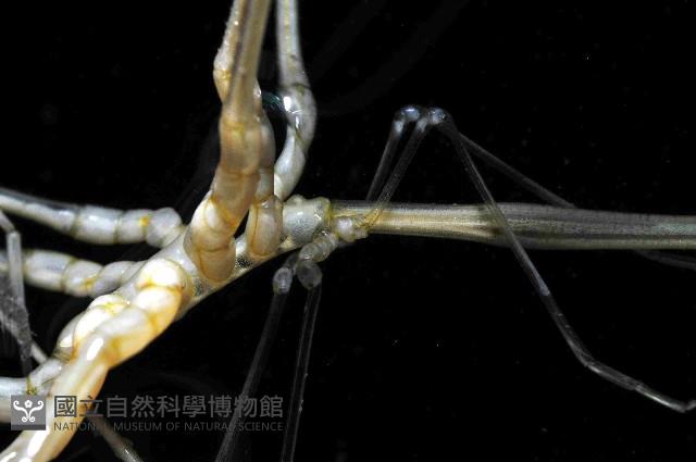 未知種長鬚海蜘蛛藏品圖，第4張