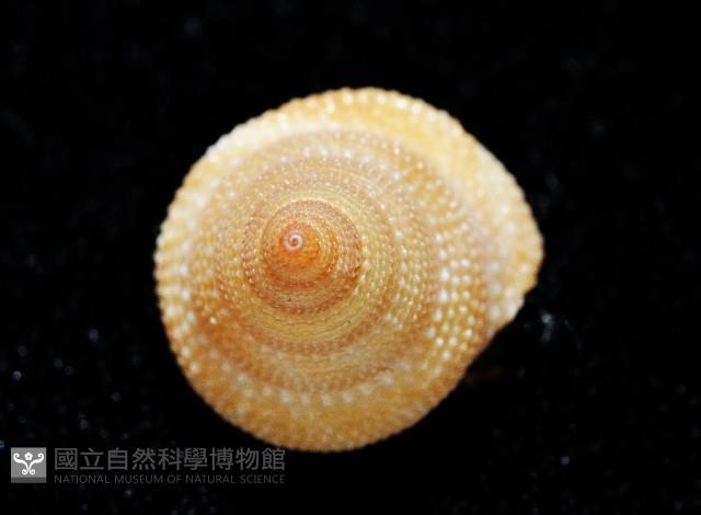 晨曦鐘螺藏品圖，第4張