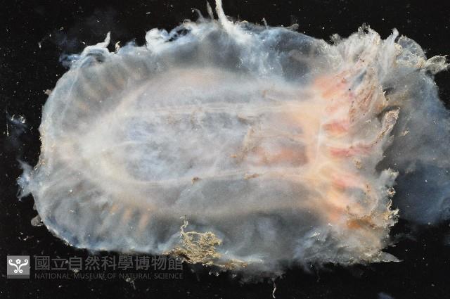未知種透明浮游海參藏品圖，第4張