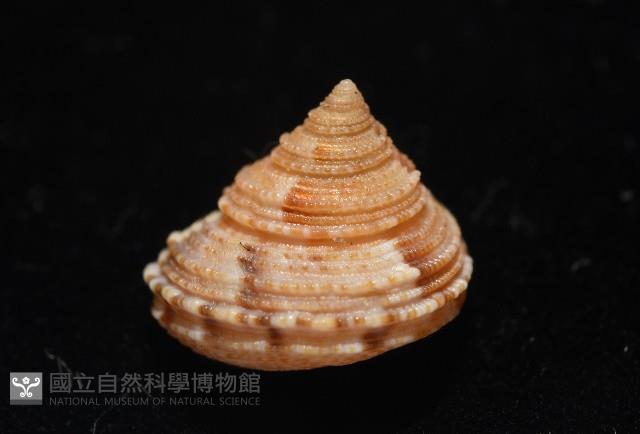 文正鐘螺(呂氏麗口螺)藏品圖，第4張
