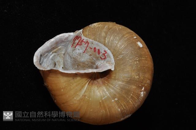 金崙栗蝸藏品圖，第4張