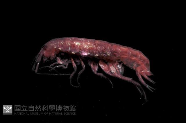 新種蘭嶼端足類藏品圖，第4張