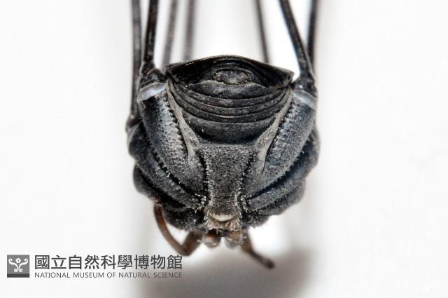 黑背偽盾刺盲蛛藏品圖，第4張