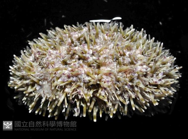 喇叭毒棘海膽藏品圖，第4張