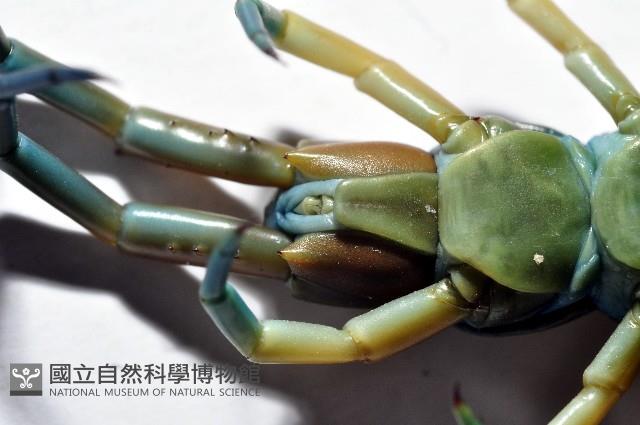 未知種巨蜈蚣藏品圖，第4張