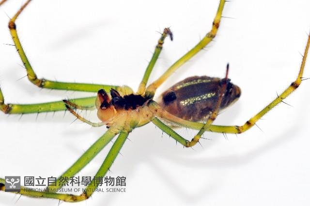 大型銀腹蛛藏品圖，第4張