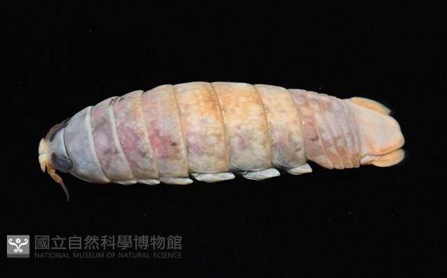 未知種紡錘水虱藏品圖，第4張