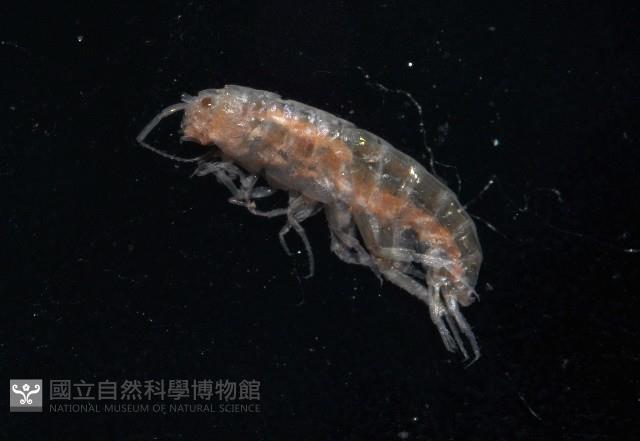 擊鉤蝦之一種藏品圖，第4張