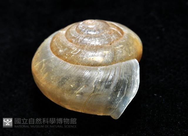阿禮高腰蝸牛藏品圖，第4張
