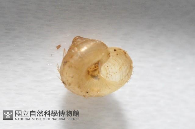 多田東洋蝸藏品圖，第4張