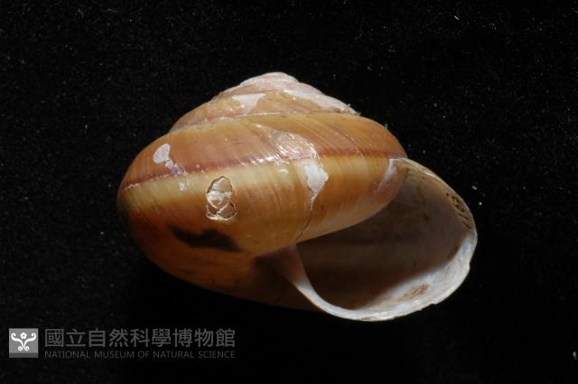 恆春栗蝸牛藏品圖，第4張
