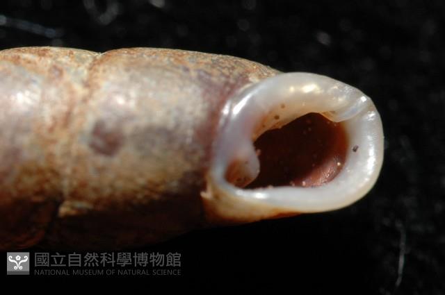 文德煙管蝸牛藏品圖，第4張