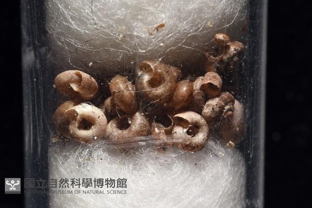 知本錐塔螺藏品圖，第4張