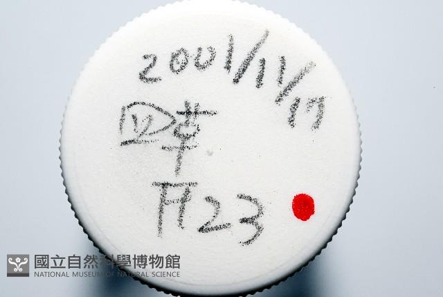 臺灣花瓣蛤藏品圖，第4張