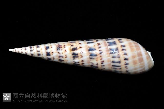 大筍螺藏品圖，第4張
