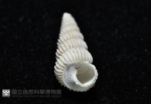 新種海螄螺藏品圖，第4張