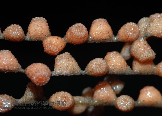 未知種鞘群海葵藏品圖，第4張