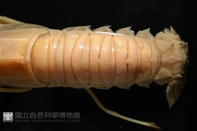 臺灣後海螯蝦藏品圖，第4張