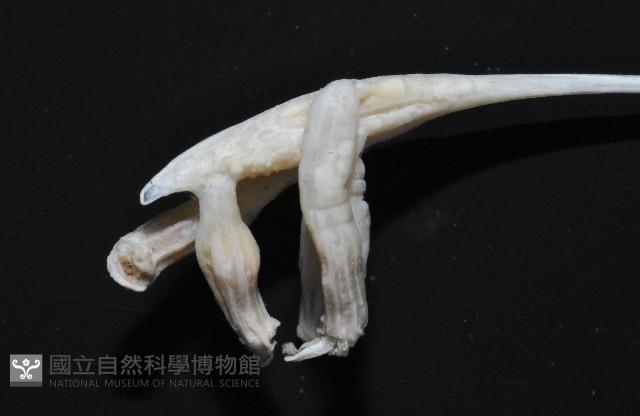 未知種鈍矢海鰓藏品圖，第4張
