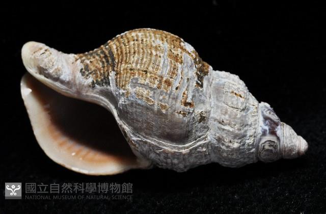 褐皮峨螺藏品圖，第4張