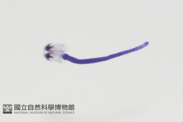 新種棘槽絛蟲藏品圖，第4張