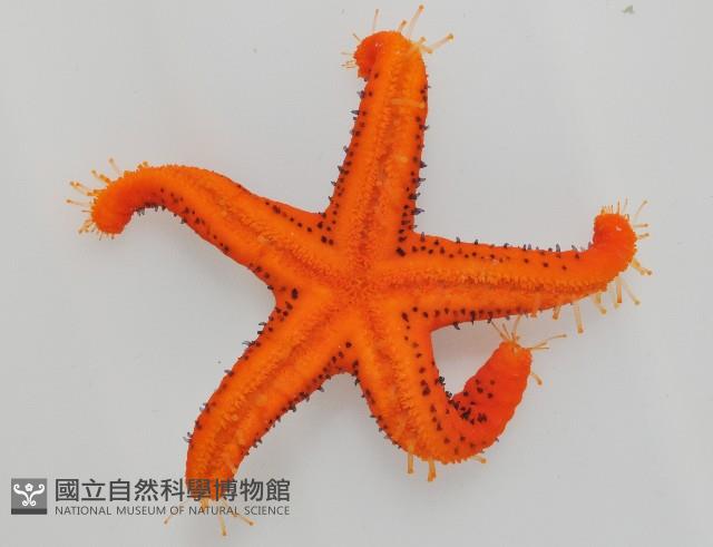 多孔單鰓海星藏品圖，第4張