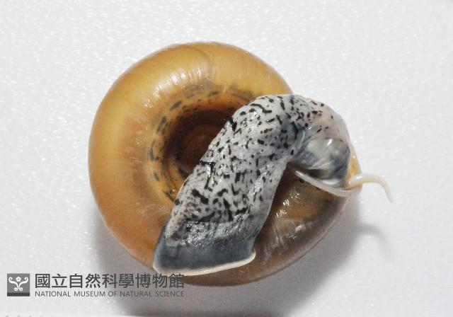 彩虹大臍蝸牛藏品圖，第4張