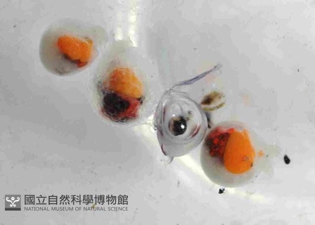 球形水肌螺藏品圖，第4張