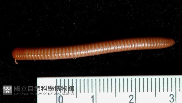 磚紅厚甲馬陸藏品圖，第4張
