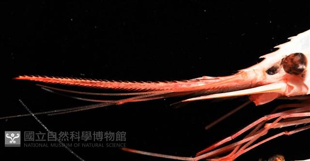 雄偉紅蝦藏品圖，第4張