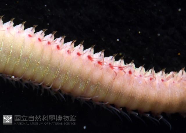 未知種岩蟲藏品圖，第4張