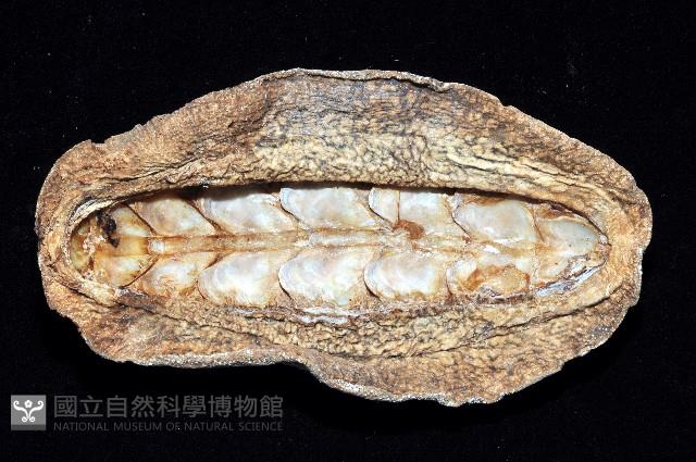 斯特勒氏隱石鱉藏品圖，第4張