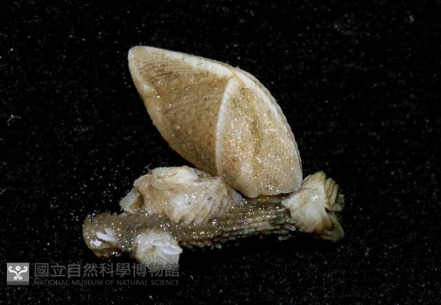 紋大茗荷藏品圖，第4張