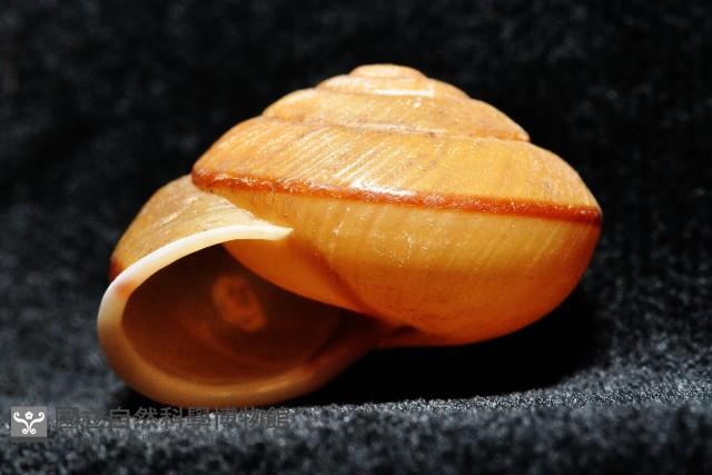 鱗高腰蝸牛(鱗菱蝸牛)藏品圖，第4張
