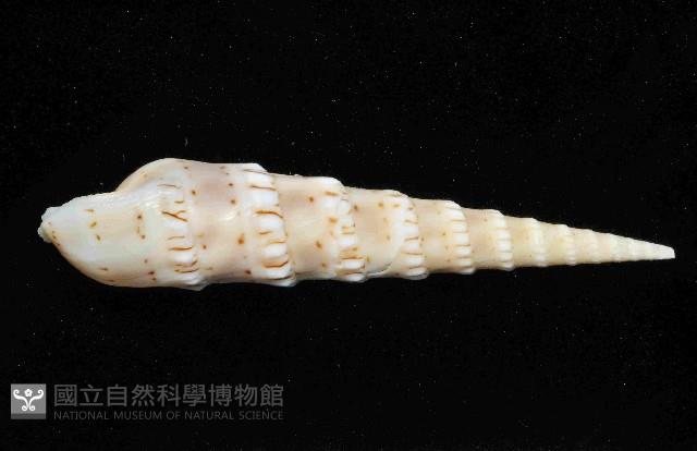 花牙筍螺藏品圖，第4張