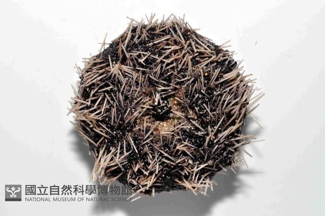 白棘三列海膽藏品圖，第4張