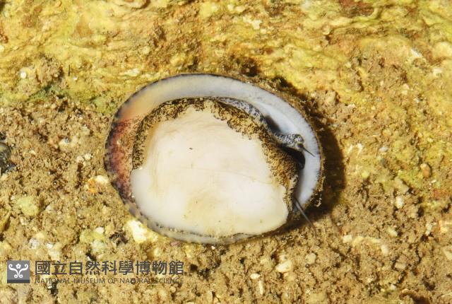 壁蜑螺藏品圖，第4張