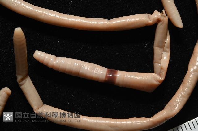重期遠環蚓藏品圖，第4張