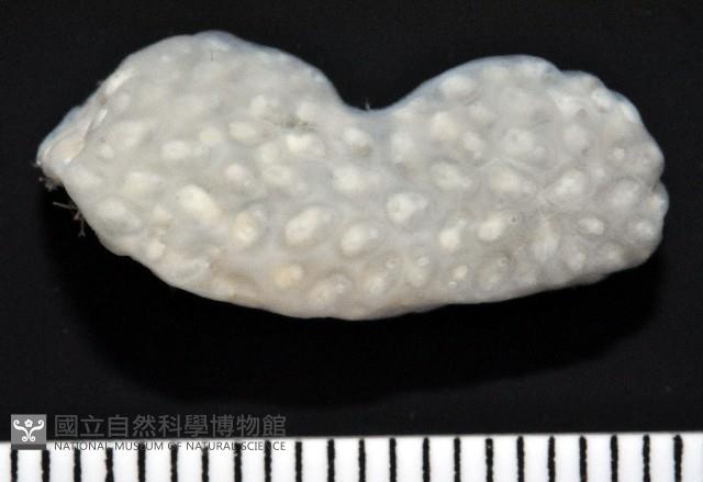 海綿多囊海鞘藏品圖，第4張