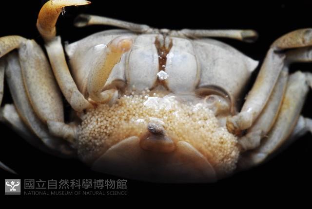 賈瑟琳招潮藏品圖，第4張