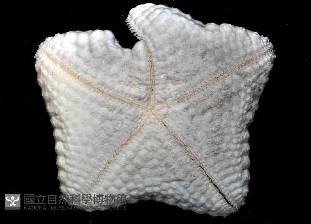 麵包海星(饅頭海星)藏品圖，第4張