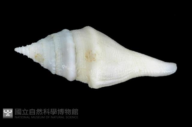 矛形捲管螺藏品圖，第4張