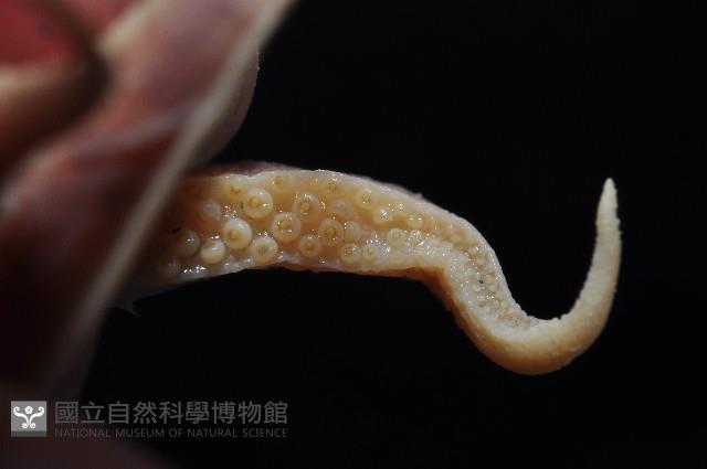 燕尾烏賊藏品圖，第4張