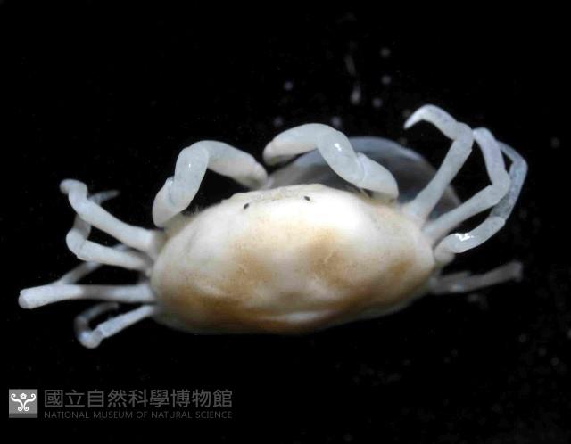 中華蚶豆蟹藏品圖，第4張