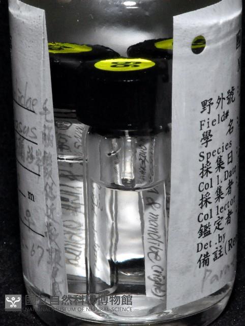 毛觸鬚偽近鞭尾蟲藏品圖，第4張