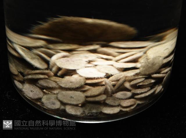 馬氏海錢(馬氏扣海膽)藏品圖，第4張