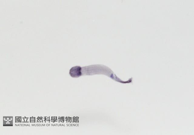 新種鯊魚絛蟲-02藏品圖，第4張