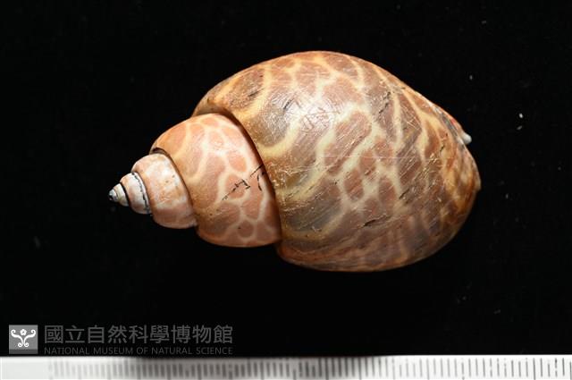窄縫鳳螺藏品圖，第4張