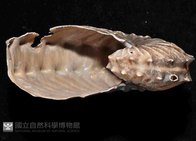 闊船蛸藏品圖，第4張