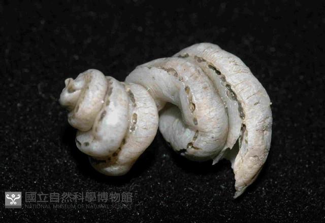 蚯蚓螺藏品圖，第4張